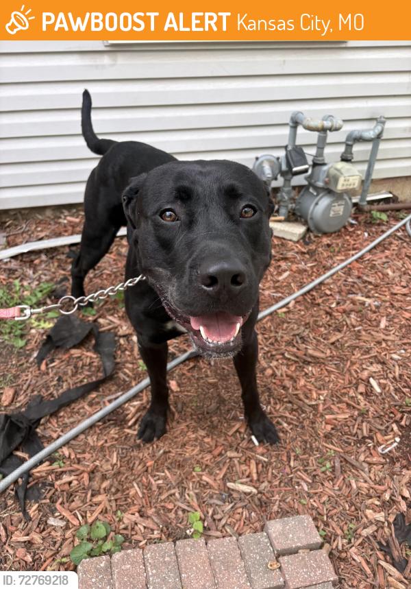Found/Stray Male Dog last seen 85th and Holmes , Kansas City, MO 64131