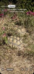 Lost Male Reptile last seen Grescham, Los Angeles, CA 91304