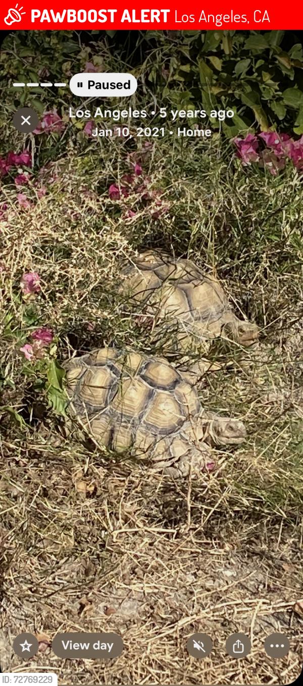 Lost Male Reptile last seen Grescham, Los Angeles, CA 91304