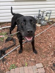 Found/Stray Male Dog last seen 85th and Holmes. Middle of street , Kansas City, MO 64131