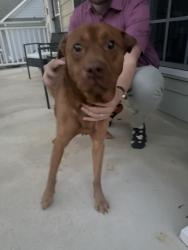 Found/Stray Male Dog last seen Kedron Area, Peachtree City, GA 30269