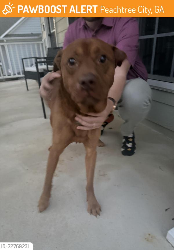 Found/Stray Male Dog last seen Kedron Area, Peachtree City, GA 30269
