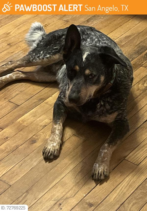 Found/Stray Male Dog last seen Glenmore Park, San Angelo, TX 76902