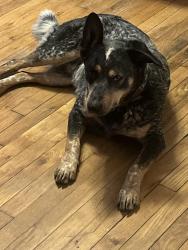 Found/Stray Male Dog last seen Glenmore Park, San Angelo, TX 76902