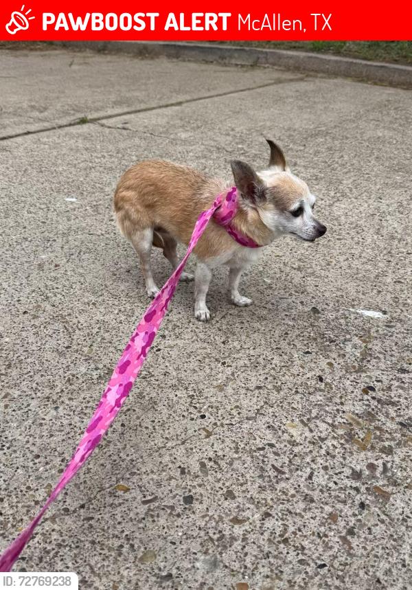 Lost Female Dog last seen Jackson Elementary, McAllen, TX 78501