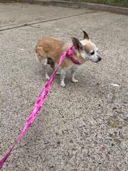 Lost Female Dog last seen Jackson Elementary, McAllen, TX 78501