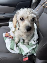 Found/Stray Female Dog last seen Marshall and Roosevelt , Long Beach, CA 90805