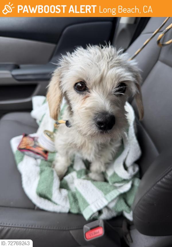 Found/Stray Female Dog last seen Marshall and Roosevelt , Long Beach, CA 90805