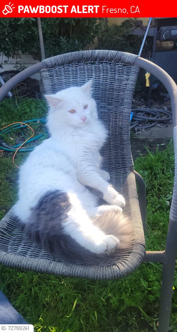 Lost Male Cat last seen Clinton and West, Fresno, CA 93705