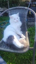 Lost Male Cat last seen Clinton and West, Fresno, CA 93705