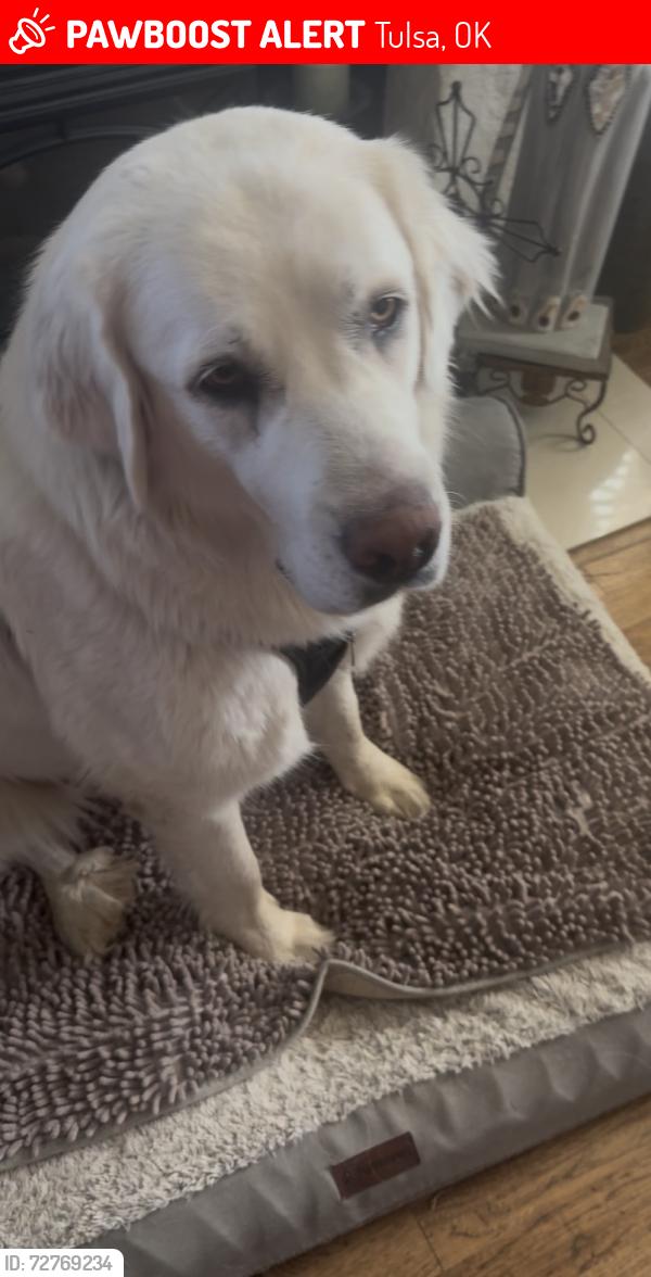 Lost Female Dog last seen 11th Street  & Lynn Lane, Tulsa, OK 74108