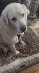 Lost Female Dog last seen 11th Street  & Lynn Lane, Tulsa, OK 74108