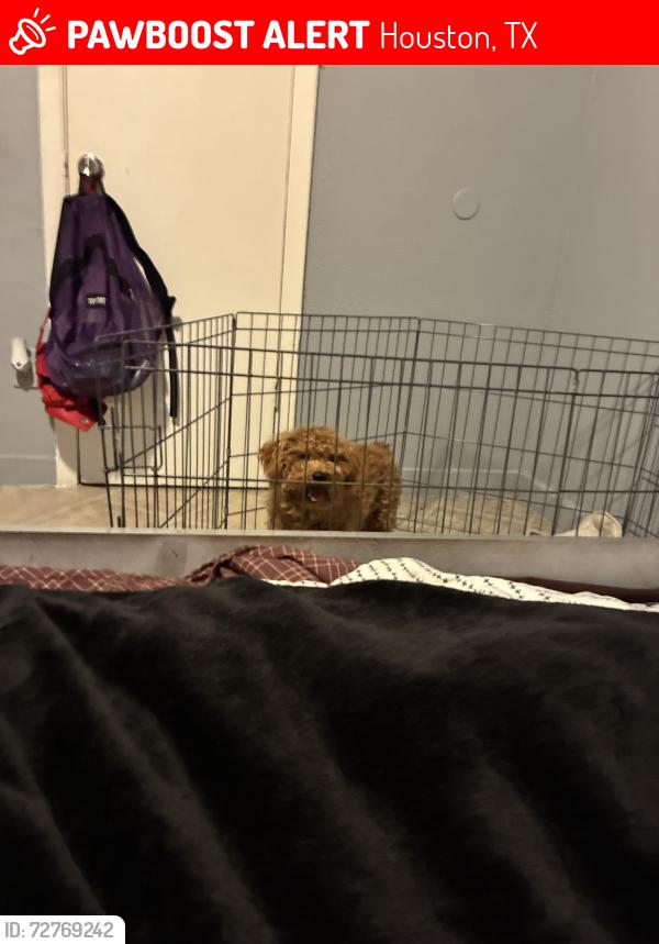 Lost Male Dog last seen Morwood drive , Houston, TX 77026