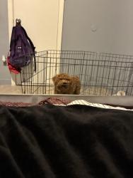 Lost Male Dog last seen Morwood drive , Houston, TX 77026