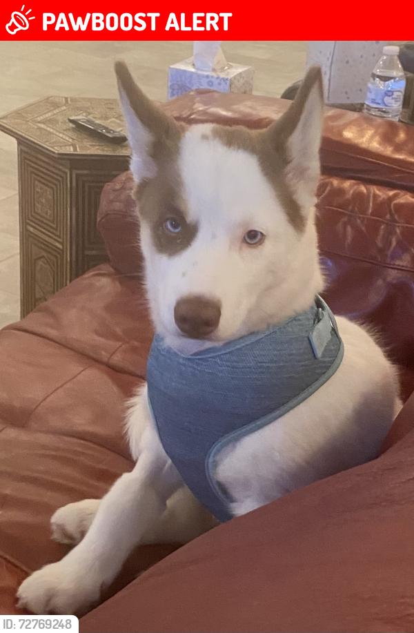 Lost Female Dog last seen Green view Dr , South Charleston, WV 25309