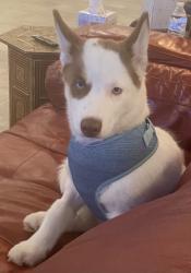 Lost Female Dog last seen Green view Dr , South Charleston, WV 25309