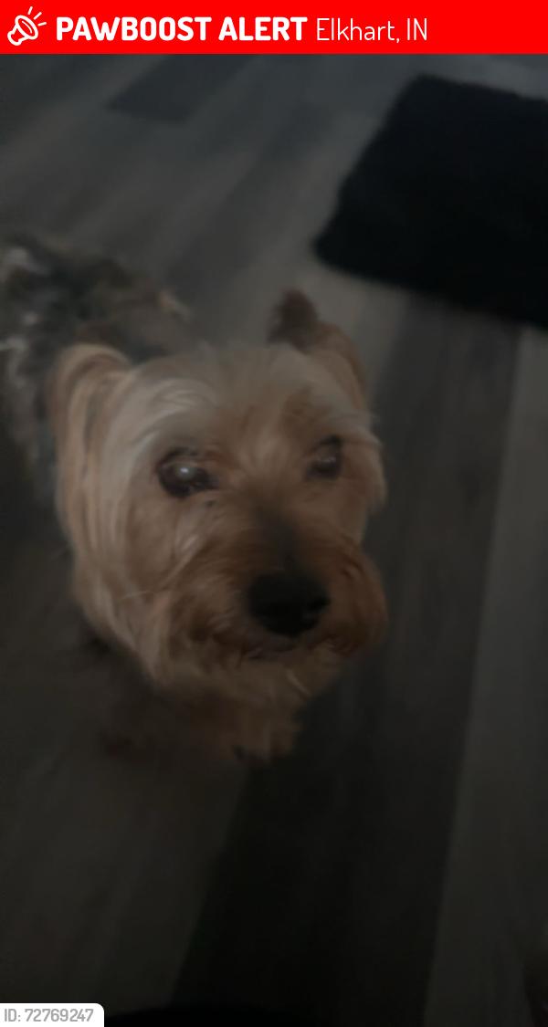 Lost Male Dog last seen decamp ave, Elkhart, IN 46517