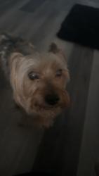 Lost Male Dog last seen decamp ave, Elkhart, IN 46517