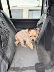 Found/Stray Unknown Dog last seen Lewis creek park, Bellevue, WA 98006