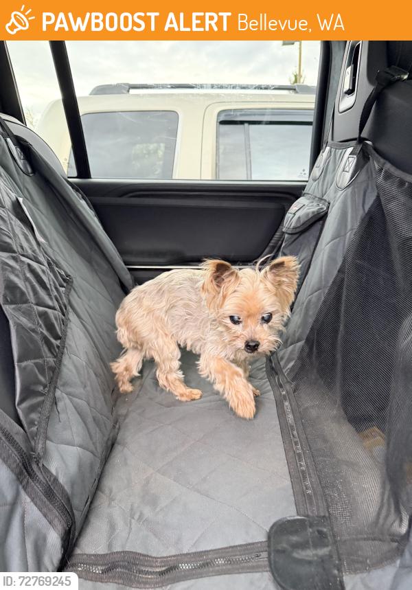 Found/Stray Unknown Dog last seen Lewis creek park, Bellevue, WA 98006
