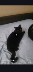 Lost Female Cat last seen Hawthorne Ave Ne , Salem, OR 97301