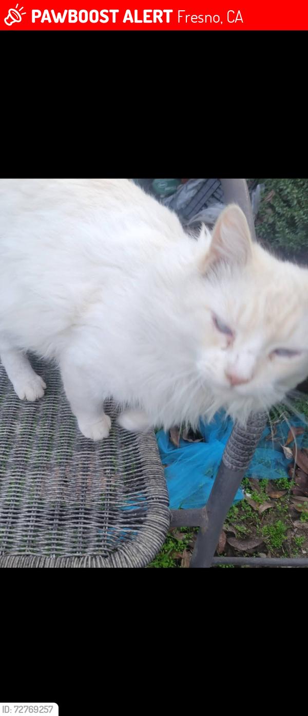 Lost Male Cat last seen Clinton and West, Fresno, CA 93705