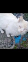 Lost Male Cat last seen Clinton and West, Fresno, CA 93705