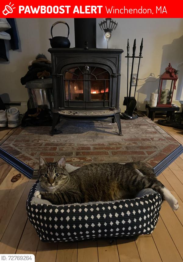 Lost Male Cat last seen By the old center, Winchendon, MA 01475