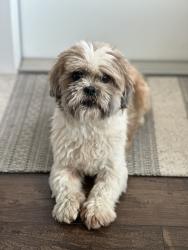 Lost Male Dog last seen Bosse Road, Washington County, TX 77880