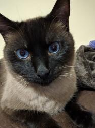 Lost Male Cat last seen Basswood Dr and Libby Rd, Mauldin, SC 29662