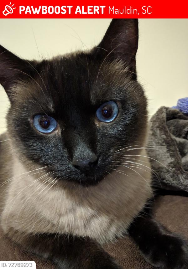 Lost Male Cat last seen Basswood Dr and Libby Rd, Mauldin, SC 29662