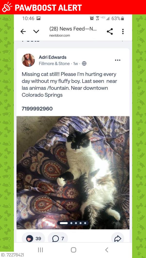 Lost Male Cat last seen August 28, 2025 in Colorado Springs, CO 80903 near Las animas and royer, Colorado Springs, CO 80903