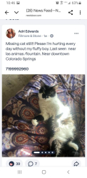 Lost Male Cat last seen August 28, 2025 in Colorado Springs, CO 80903 near Las animas and royer, Colorado Springs, CO 80903
