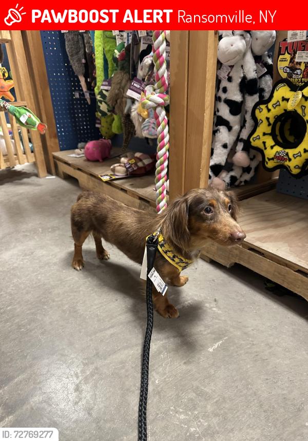 Lost Male Dog last seen at the house and across the street in the Skurski farmers field, Ransomville, NY 14131