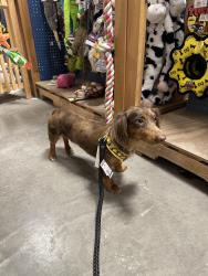 Lost Male Dog last seen at the house and across the street in the Skurski farmers field, Ransomville, NY 14131