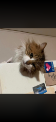 Lost Male Cat last seen Monroe Michigan, Monroe, MI 48162