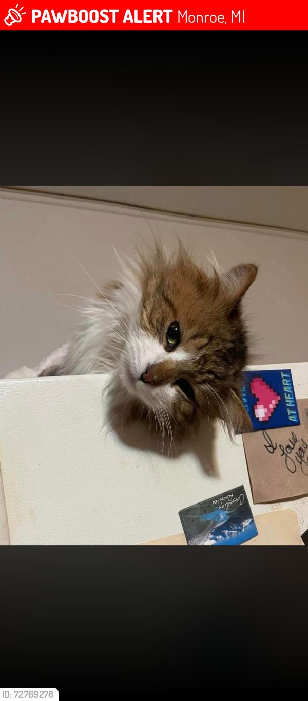 Lost Male Cat last seen Monroe Michigan, Monroe, MI 48162