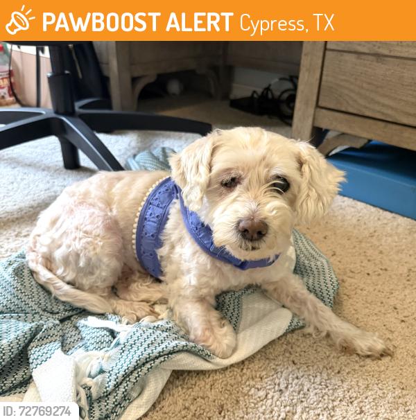 Found/Stray Female Dog last seen Near Fallbrook Dr, Cypress, TX 77429