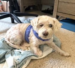Found/Stray Female Dog last seen Near Fallbrook Dr, Cypress, TX 77429