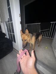 Found/Stray Female Dog last seen Pet smart , Jacksonville, NC 28540