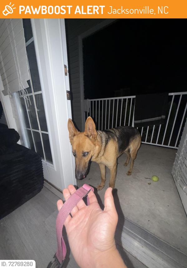 Found/Stray Female Dog last seen Pet smart , Jacksonville, NC 28540