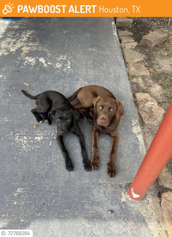 Found/Stray Unknown Dog last seen Williams Middle School , Houston, TX 77091