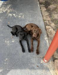 Found/Stray Unknown Dog last seen Williams Middle School , Houston, TX 77091