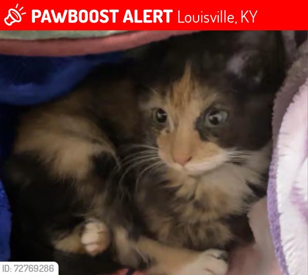 Lost Female Cat last seen Arling avenue, Louisville, KY 40215
