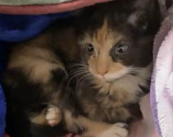 Lost Female Cat last seen Arling avenue, Louisville, KY 40215