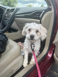 Found/Stray Male Dog last seen Perris blvd and jfk, Moreno Valley, CA 92553