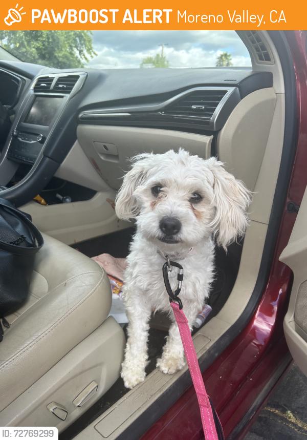 Found/Stray Male Dog last seen Perris blvd and jfk, Moreno Valley, CA 92553
