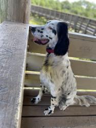 Lost Female Dog last seen Parker Rd, Lakeland, FL 33811