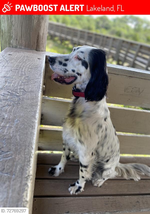 Lost Female Dog last seen Parker Rd, Lakeland, FL 33811