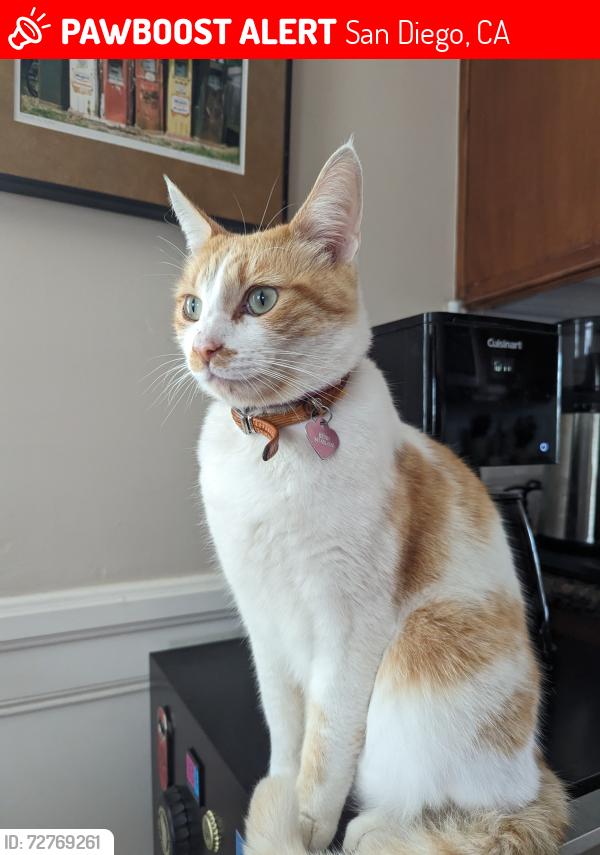 Lost Female Cat last seen 59th St and El Cajon Blvd, San Diego, California, 92115, San Diego, CA 92115